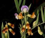 Lathyrus  lanszwertii aridus - Lanszwert's Pea 15-9887